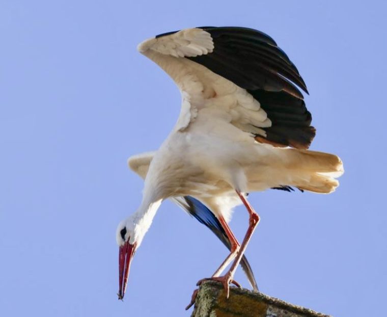 Cigüeña